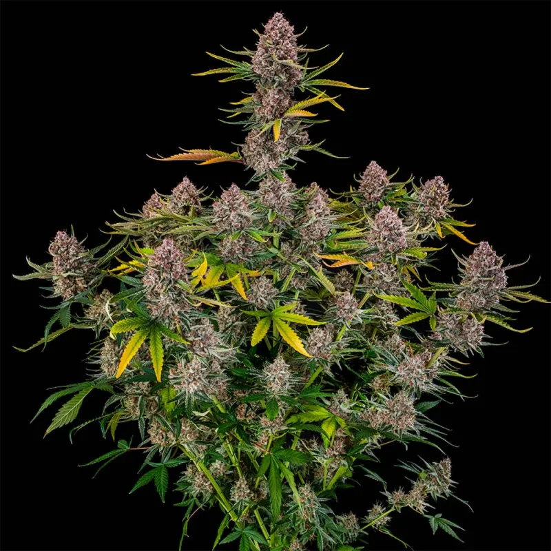 Purplenade XXL Auto Pflanze Vollständige Purplenade XXL Auto Pflanze mit vielen Blütentrieben