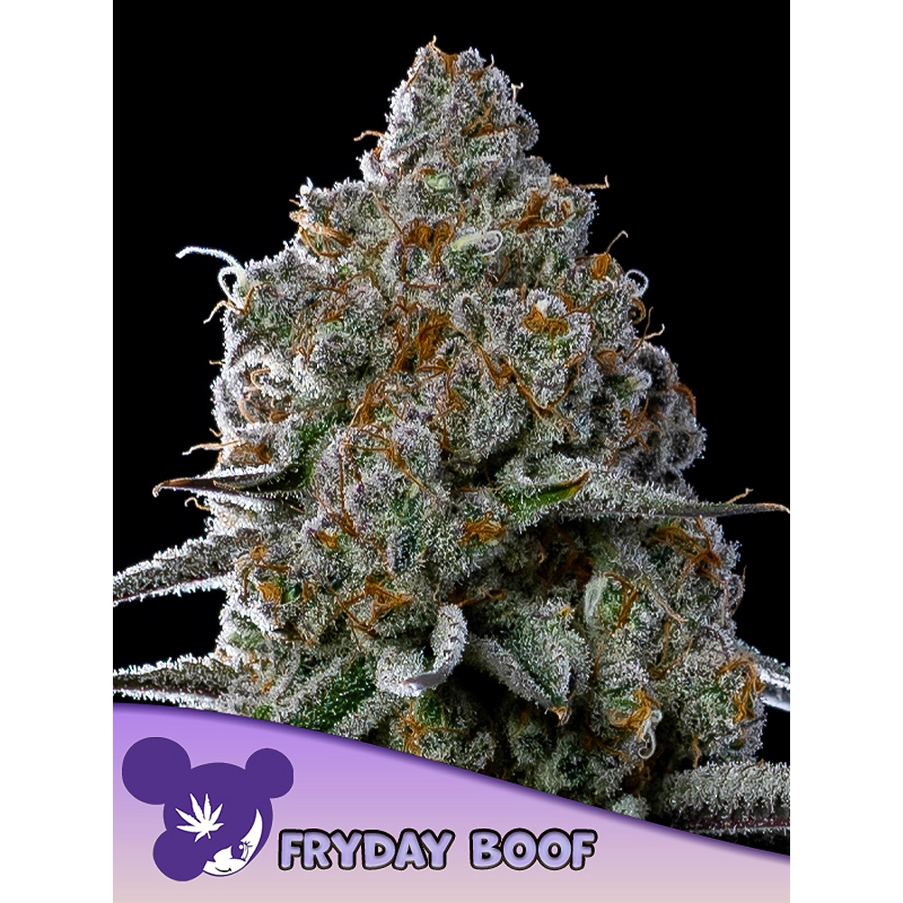 Fryday Boof Blüte Fryday Boof Blüte mit hellgrünen Buds und Sortenschriftzug
