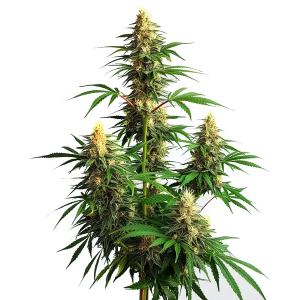 Amnesia Haze Auto Pflanze Freigestellte Amnesia Haze Auto Pflanze mit hellgrünen Blüten