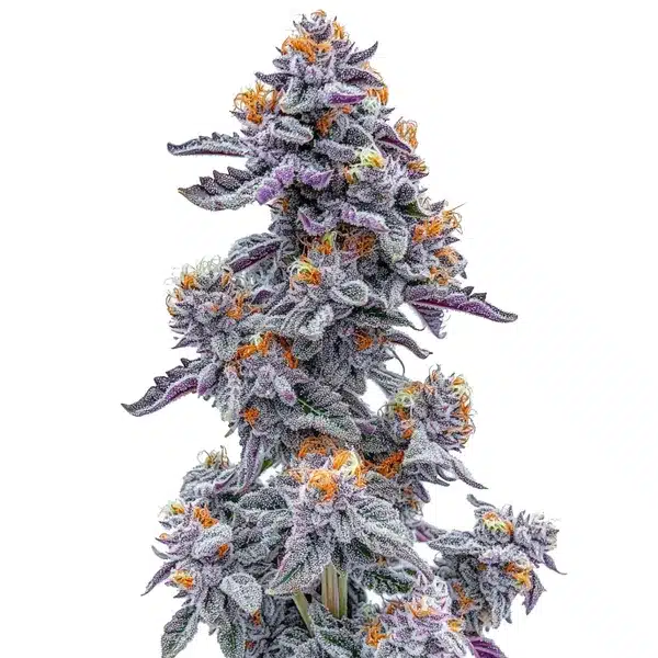 Ooze Pflanze Freigestellte Ooze Pflanze mit violetten Buds und orangen Blütenblättern