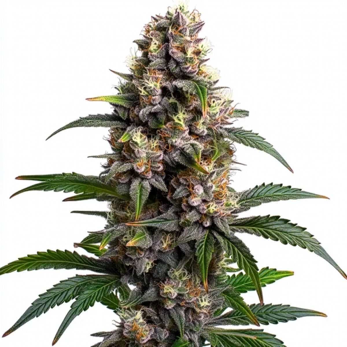 Godfather OG Pflanze Freigestellte Godfather OG Pflanze mit dichtem Blütenstand