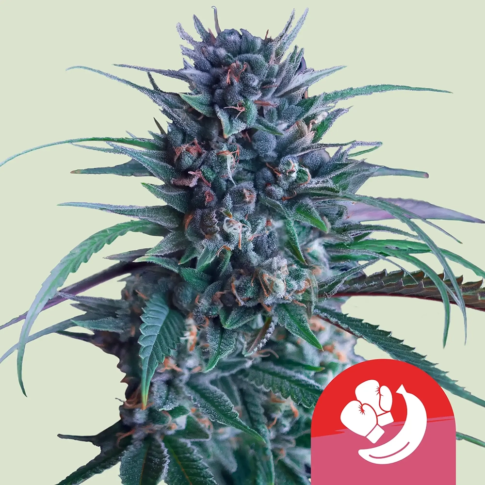 Banana Brawler | Feminisierte Hanfsamen von Royal Queen Seeds | 3 Samen