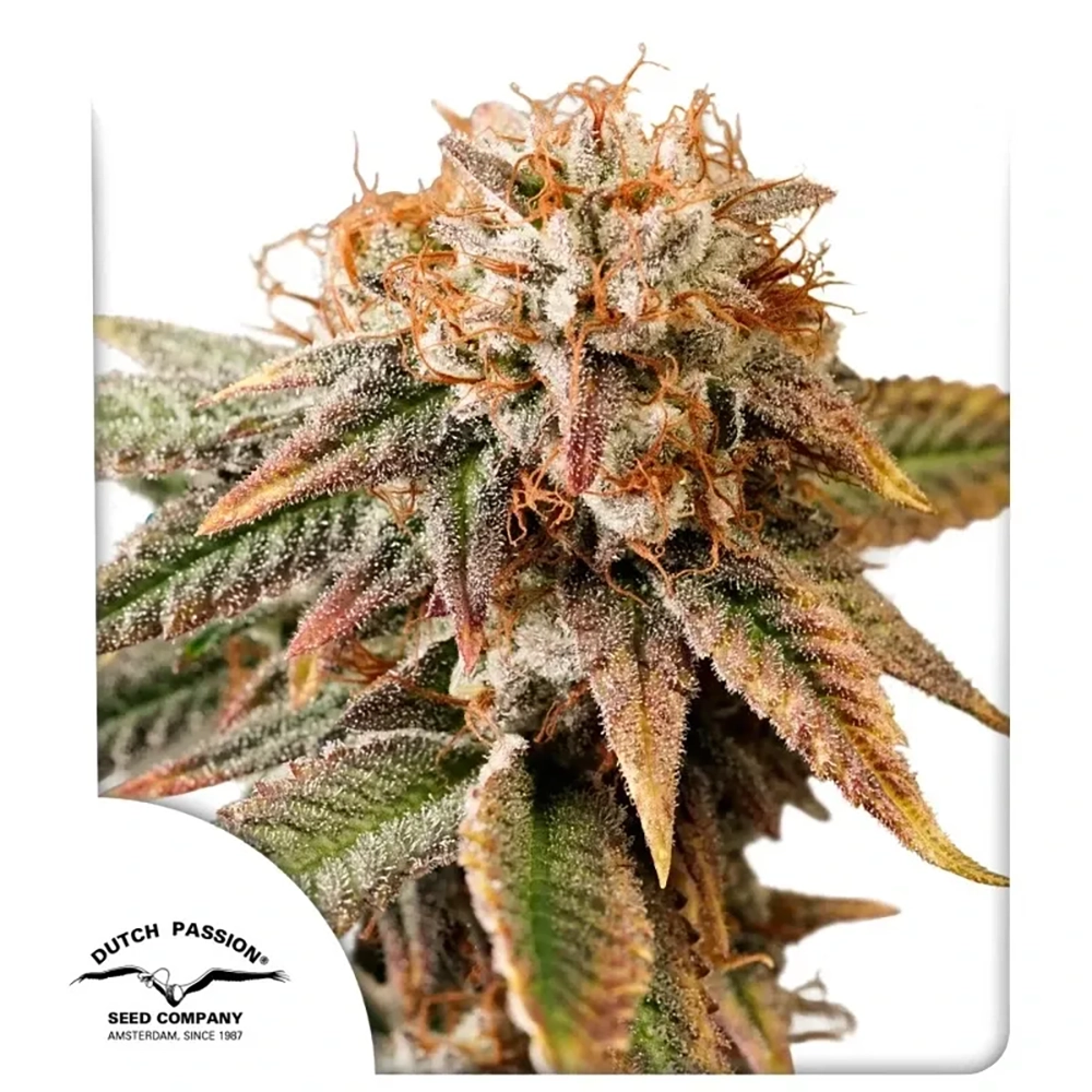 Auto Kingston Punch | Autoflowering Cannabissamen von Dutch Passion | 3 Samen Auto Kingston Punch | Autoflowering Cannabissamen von Dutch Passion | 3 Samen