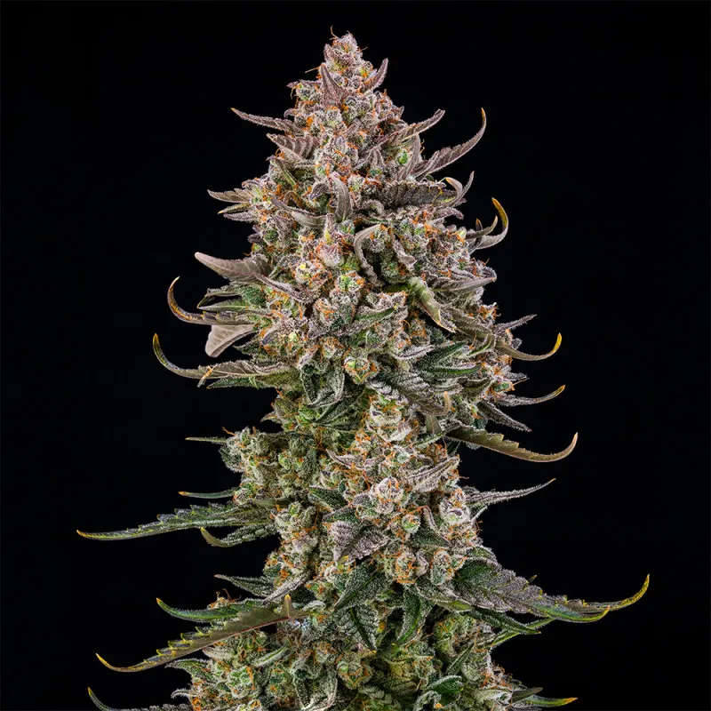 Triangle Kush Auto Pflanze Triangle Kush Auto Pflanze mit langem, dichtem Blütentrieb