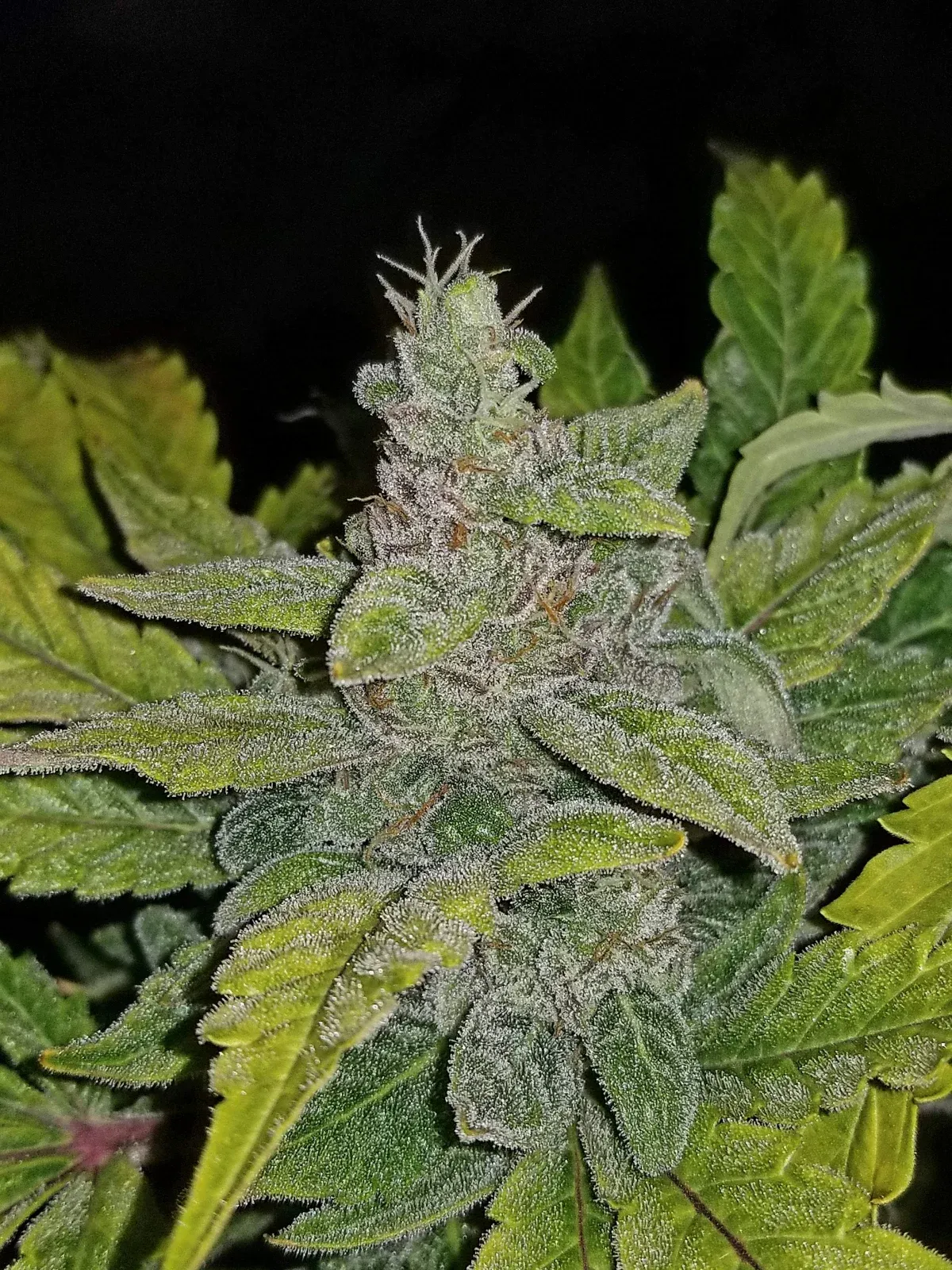 CBD Auto 1:1 Blüte Nahaufnahme einer CBD Auto 1:1 Blüte mit hellgrünen Blättern