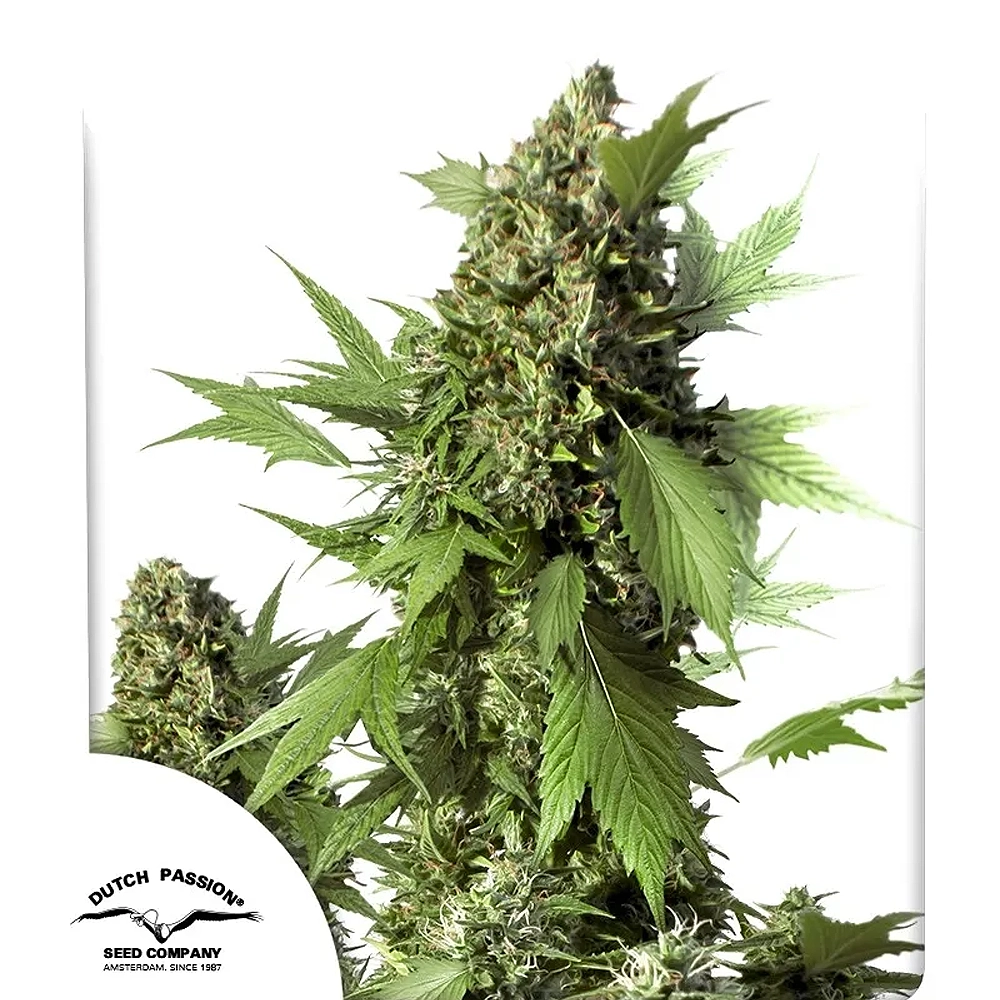 Auto Duck | Autoflowering Hanfsamen von Dutch Passion | 3 Samen Auto Duck | Autoflowering Hanfsamen von Dutch Passion