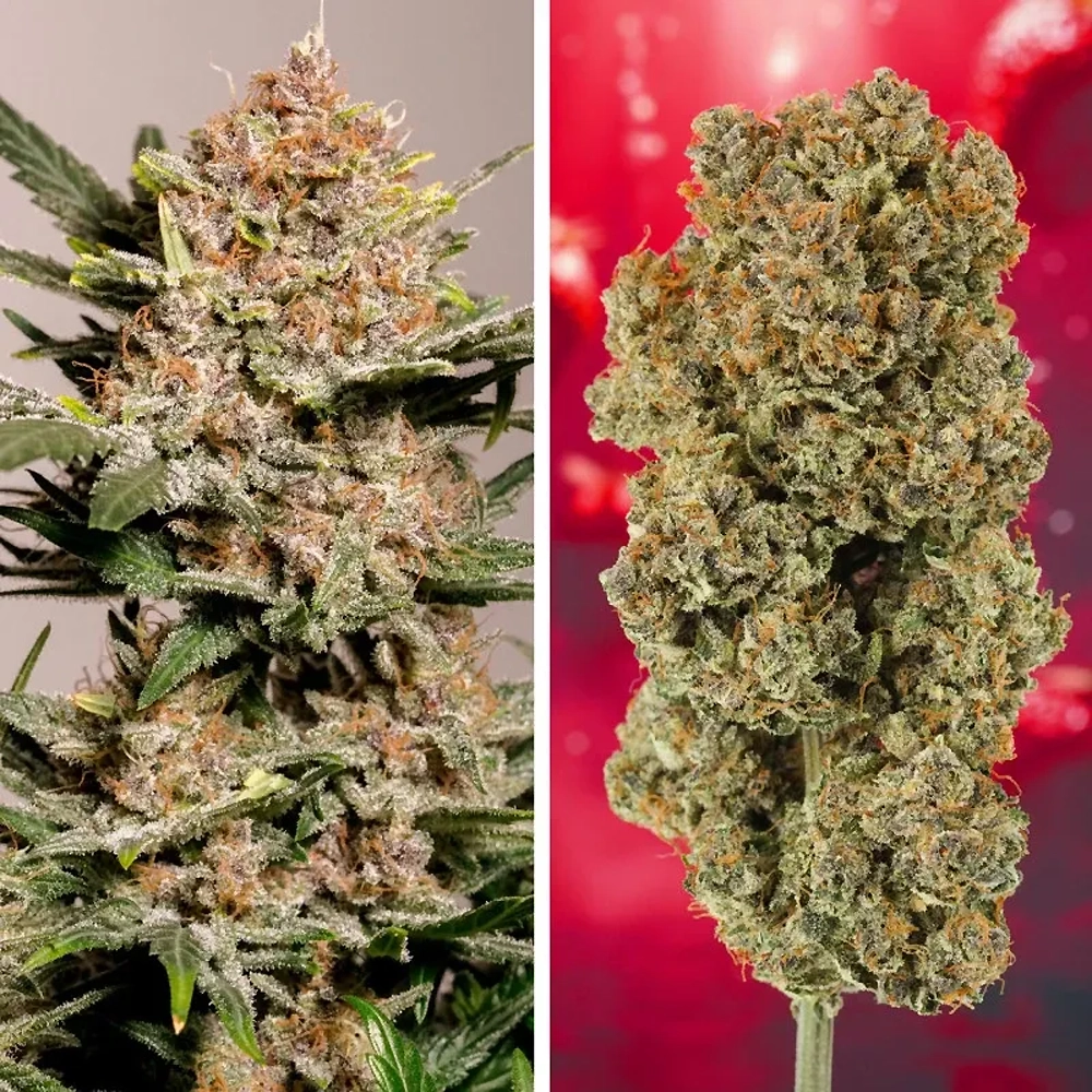 Auto Strawberry Soda | Autoflowering Cannabissamen von Dutch Passion
