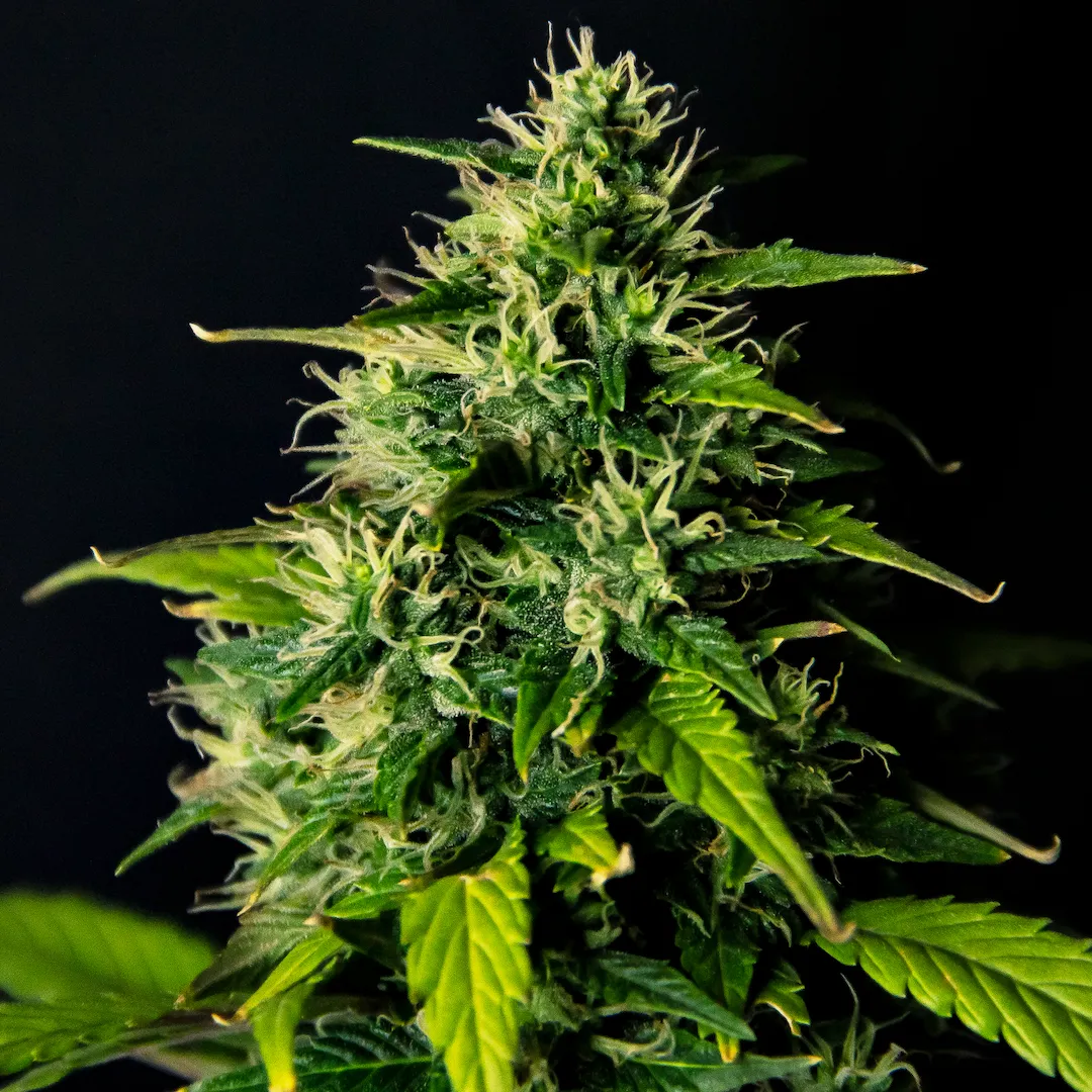 DC Cure 1:1 | Autoflowering Hanfsamen von Doctor's Choice | 5 Samen