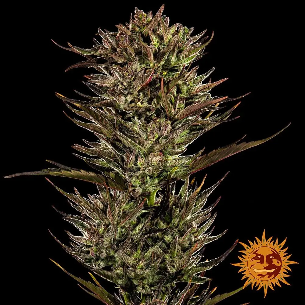 Thin Mint x Sour Pinot Auto Pflanze Thin Mint x Sour Pinot Auto Pflanze mit schmalem Blütenstand