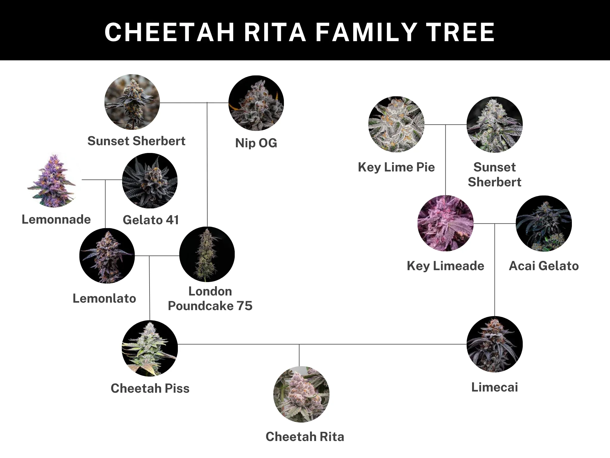 Cheetah Rita Genetik Stammbaum-Grafik zur Genetik von Cheetah Rita