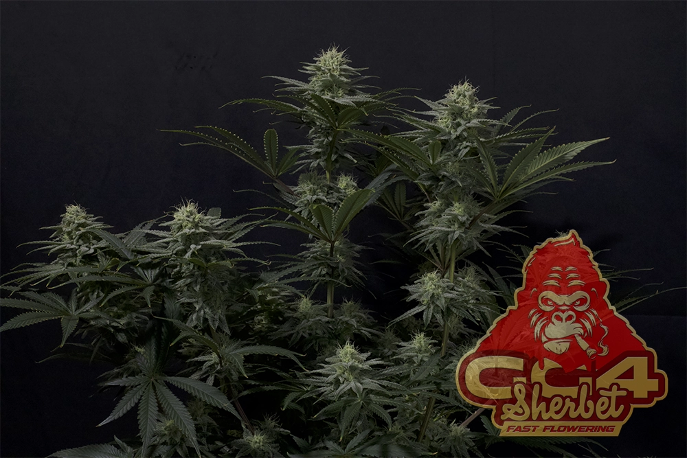 GG4 Sherbet FF | Feminisierte Hanfsamen von Fast Buds | 3 Samen GG4 Sherbet FF | Feminisierte Hanfsamen von Fast Buds