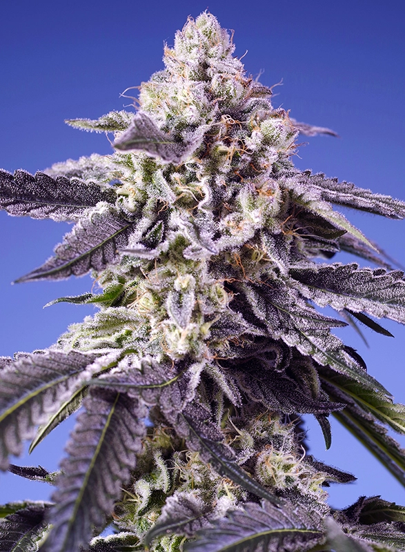 Permanent Jealousy XL Auto | Autoflowering Cannabissamen von Sweet Seeds | 3+1 Samen Permanent Jealousy XL Auto | Autoflowering Cannabissamen von Sweet Seeds