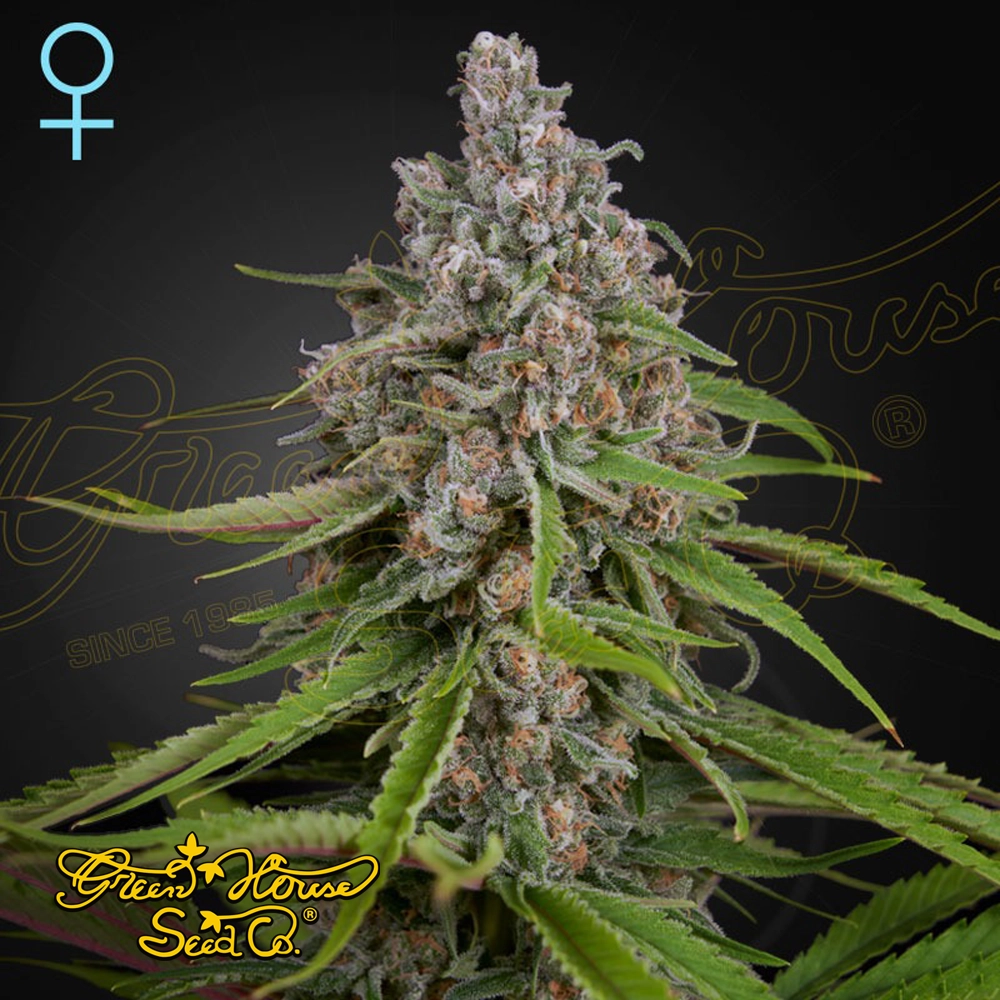 Deep Candy | Feminisierte Cannabissamen von Green House Seeds | 3 Samen Deep Candy | Feminisierte Cannabissamen von Green House Seeds | 3 Samen