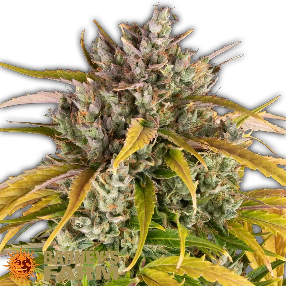 LSD Auto | Autoflowering Hanfsamen von Barney's Farm | 3 Samen LSD Auto | Autoflowering Hanfsamen von Barney's Farm