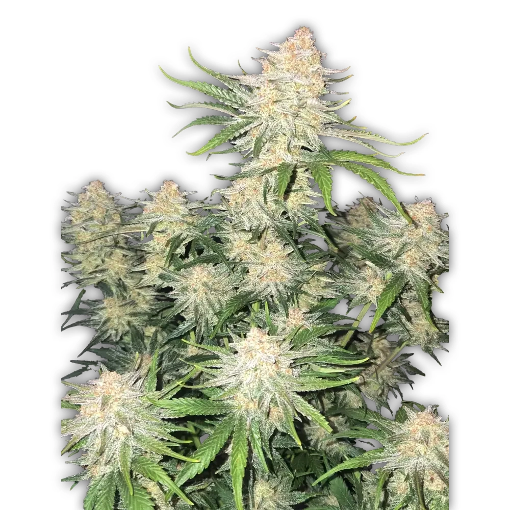 Frostbanger Auto | Autoflowering Hanfsamen von Fast Buds
