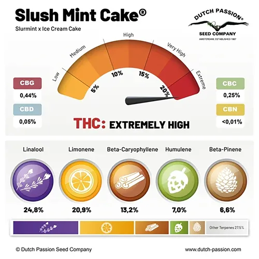 Slush Mint Cake Terpenprofil Grafik zum Terpenprofil und Wirkstoffgehalt von Slush Mint Cake