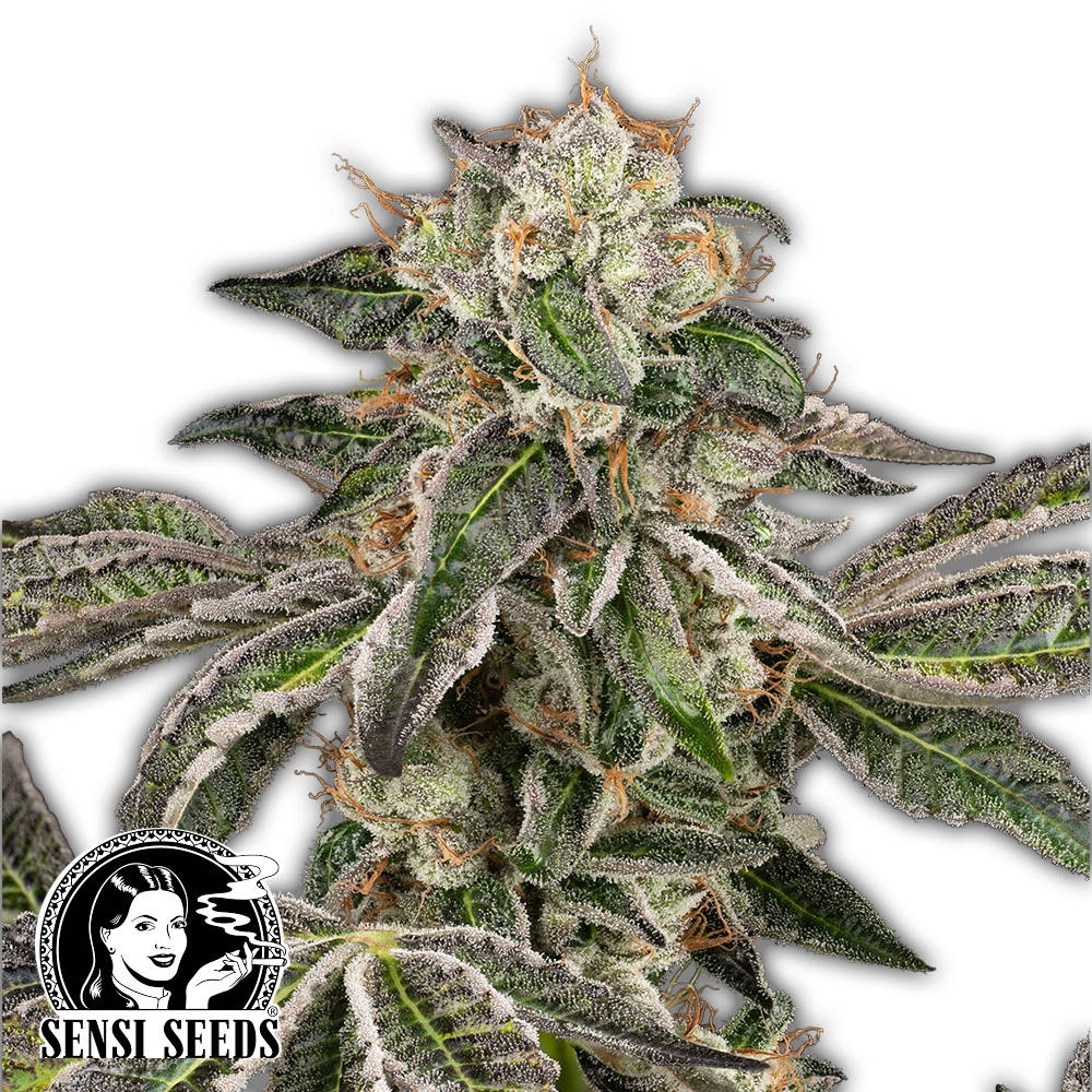 Runtz Auto | Autoflowering Hanfsamen von Sensi Seeds
