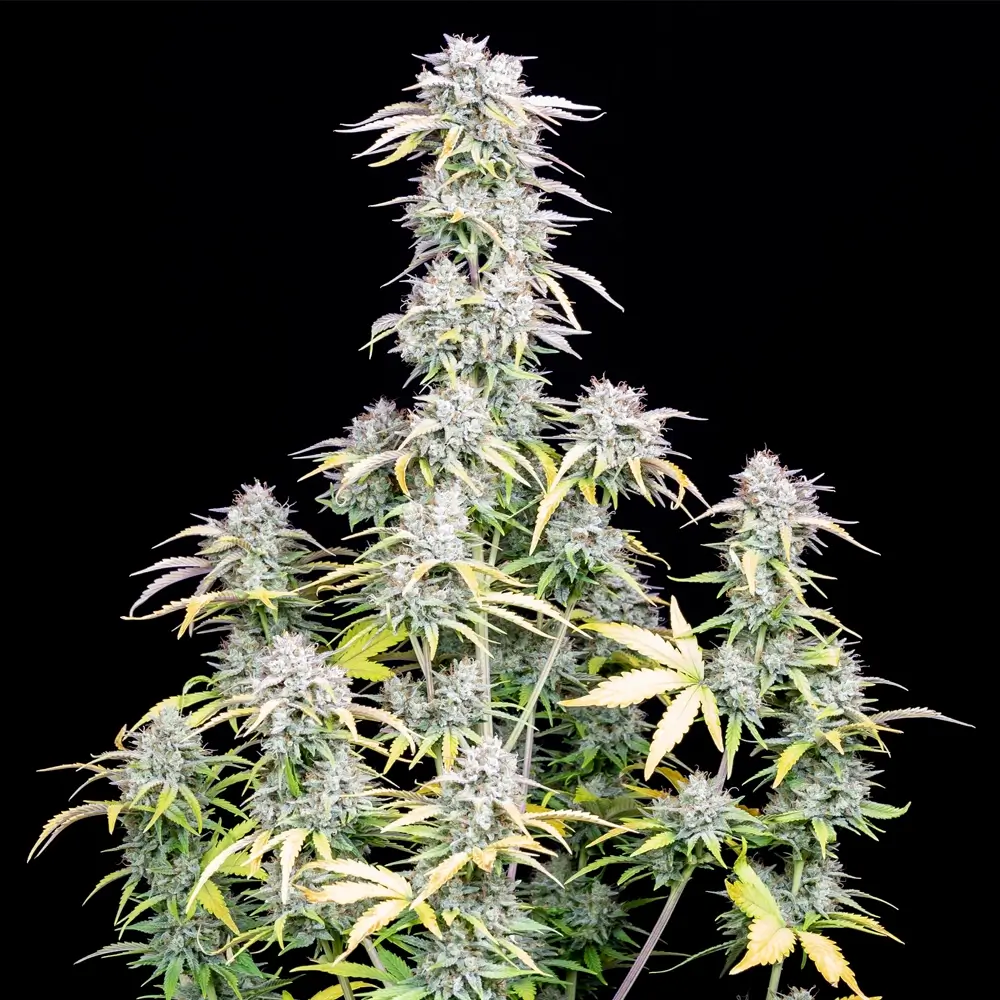 Original Big Bud Auto Gesamtpflanze Vollständige Original Big Bud Auto Pflanze mit breitem Wuchs