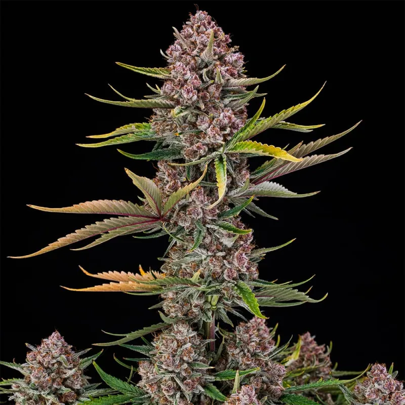 Purplenade XXL Auto Haupttrieb Purplenade XXL Auto Haupttrieb mit rosa gefärbten Blüten