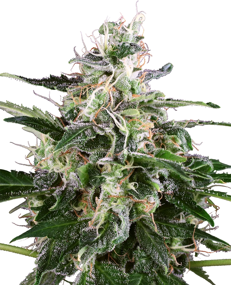 White Skunk Auto Pflanze White Skunk Auto Pflanze mit hellem, harzigem Blütenstand