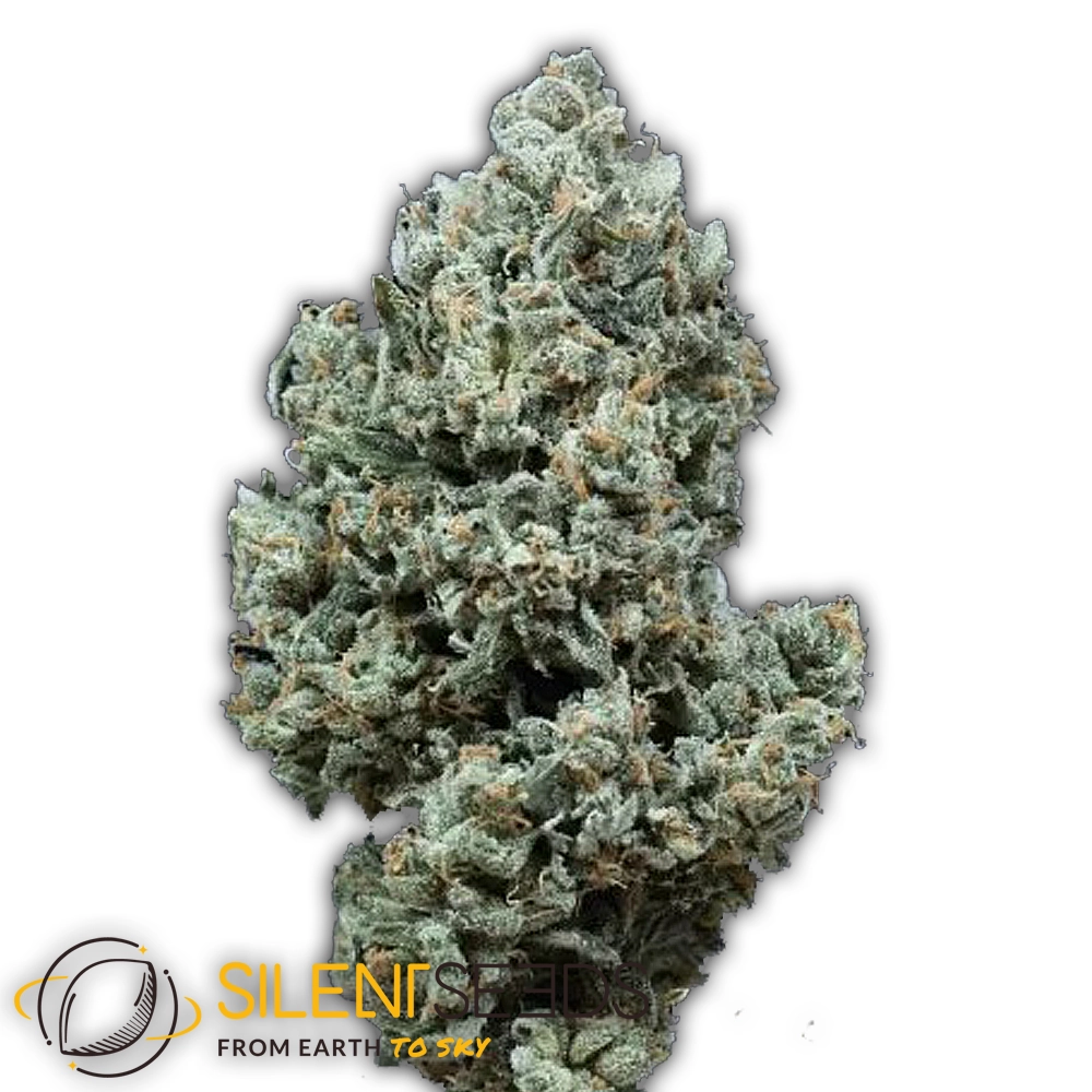 Critical + 2.0 Auto | Autoflowering Hanfsamen von Silent Seeds | 3 Samen Critical + 2.0 Auto | Autoflowering Hanfsamen von Silent Seeds