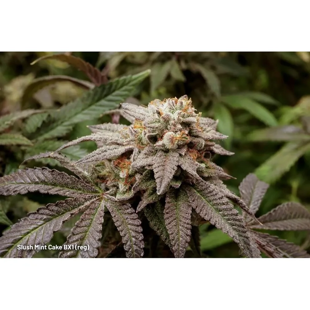 Slush Mint Cake BX1 Pflanze Slush Mint Cake BX1 Pflanze mit violetten Blättern im Grow