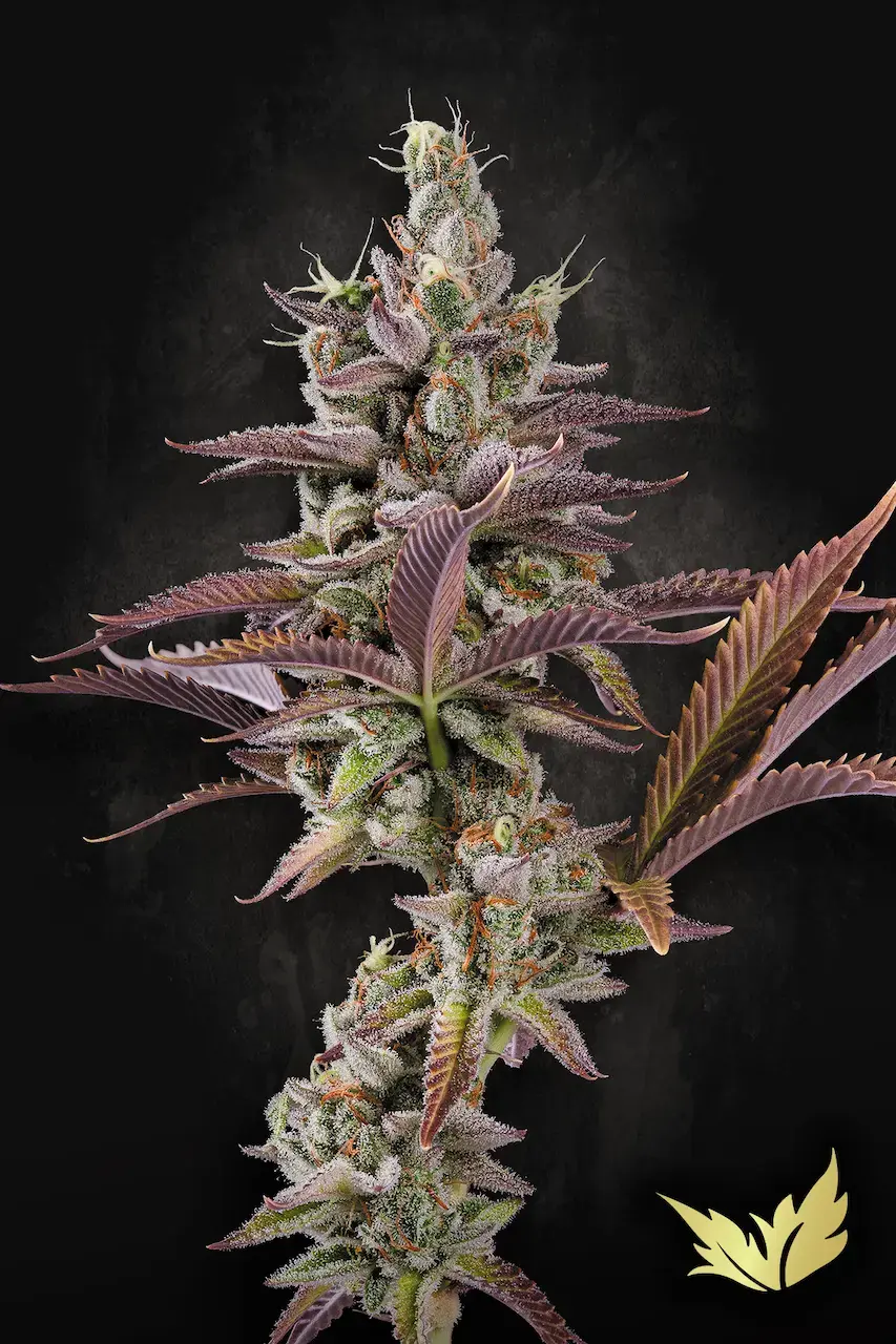Apricot Candy | Feminisierte Cannabissamen von Paradise Seeds | 3 Samen