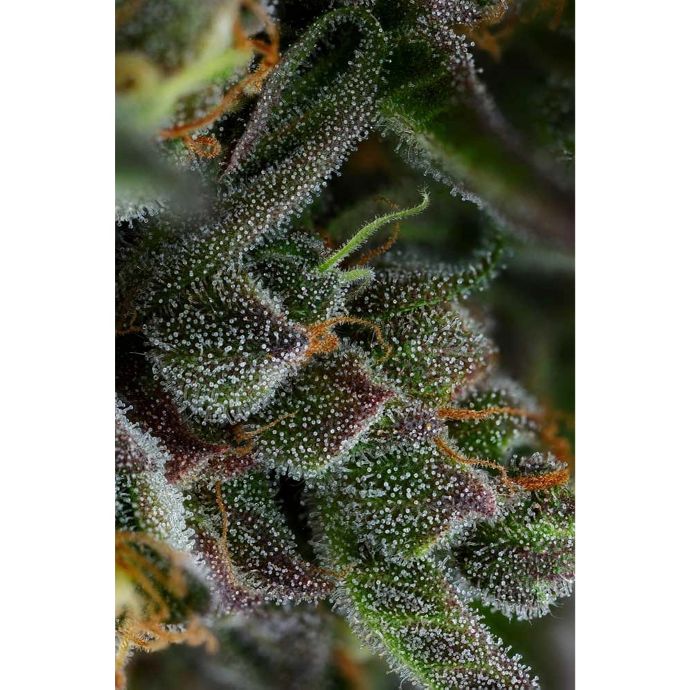 All Gas OG | Feminisierte Hanfsamen von Humboldt Seed