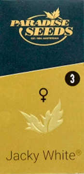 Jacky White | Feminisierte Hanfsamen von Paradise Seeds
