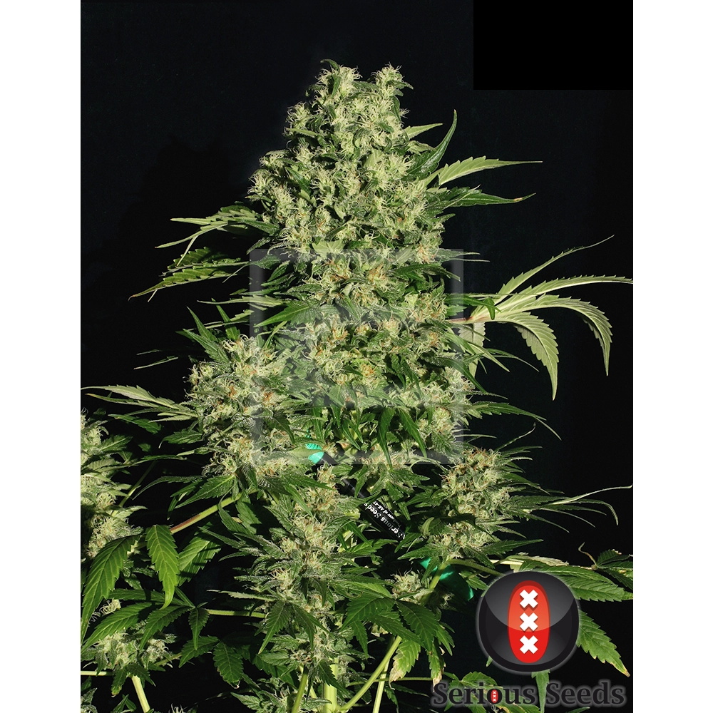 Chronic Blütentrieb Chronic Blütentrieb mit dichten, hellgrünen Blüten