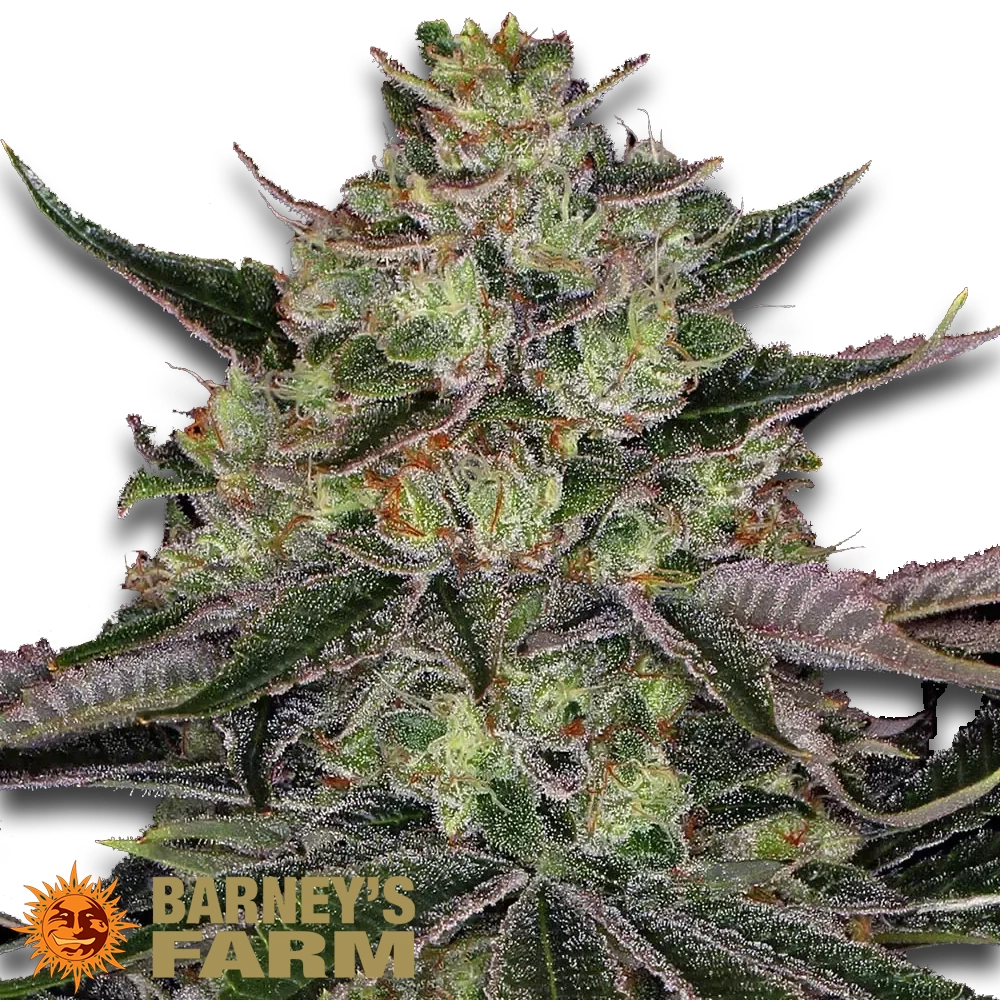 Gorilla Zkittlez | Feminisierte Hanfsamen von Barney's Farm | 3 Samen Gorilla Zkittlez | Feminisierte Hanfsamen von Barney's Farm