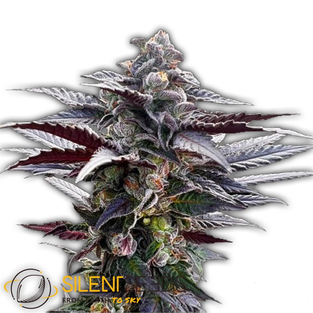 Pink Sunset | Feminisierte Cannabissamen von Silent Seeds | 3 Samen Pink Sunset | Feminisierte Cannabissamen von Silent Seeds