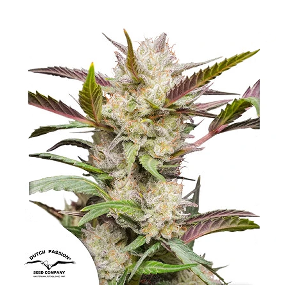 Mimosa Punch Auto | Autoflowering Cannabissamen von Dutch Passion | 3 Samen Mimosa Punch Auto | Autoflowering Cannabissamen von Dutch Passion