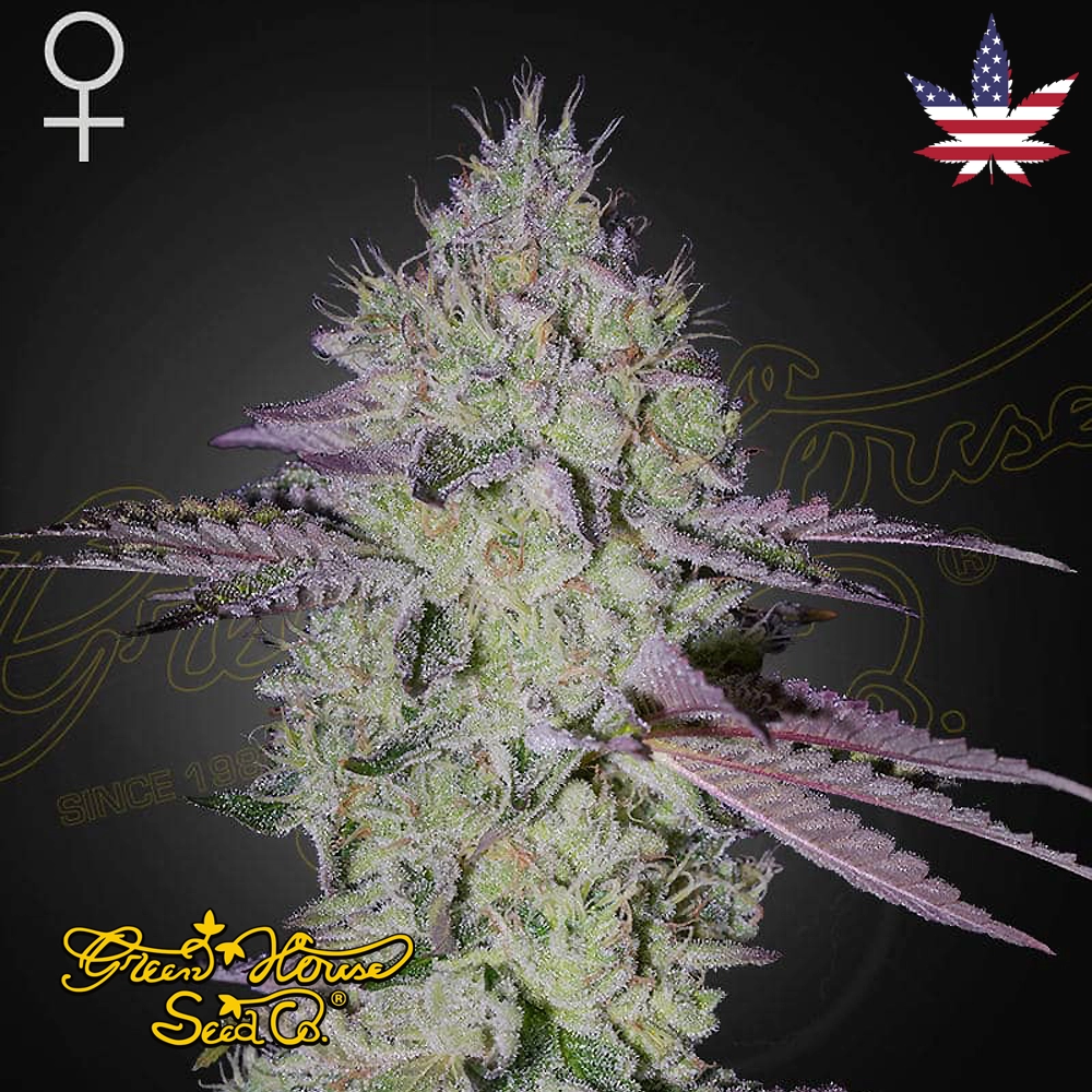 Tarte Tatin | Feminisierte Cannabissamen von Green House Seeds