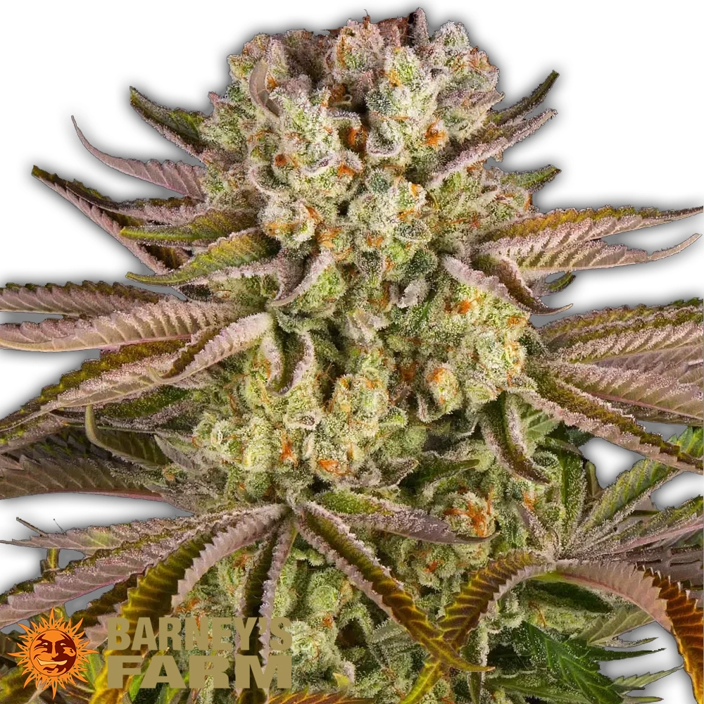 Pineapple Express | Feminisierte Hanfsamen von Barney's Farm