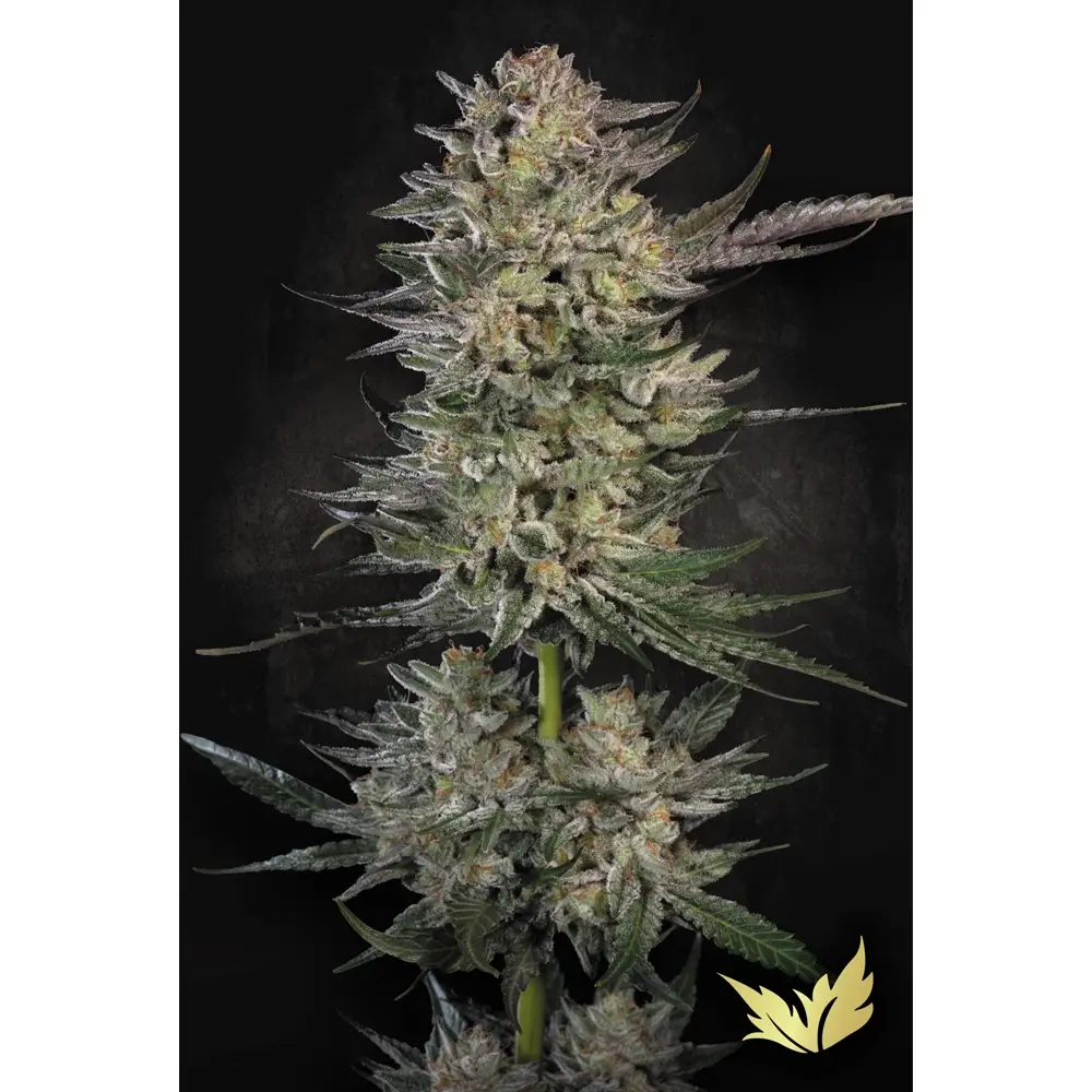 Candy Breath Pflanze Candy Breath Cannabispflanze mit langem, harzigem Blütentrieb