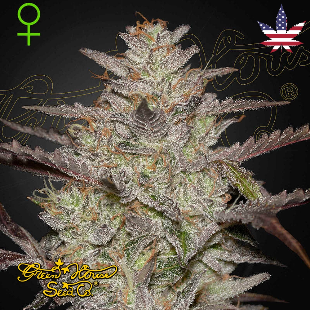 Alienz Auto | Autoflowering Hanfsamen von Green House Seeds