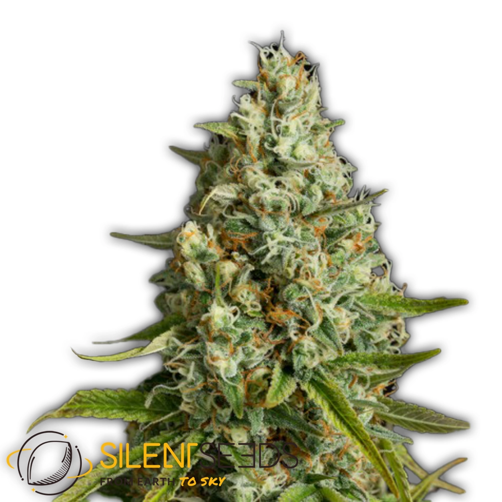 Amnesia Lemon | Feminisierte Hanfsamen von Silent Seeds