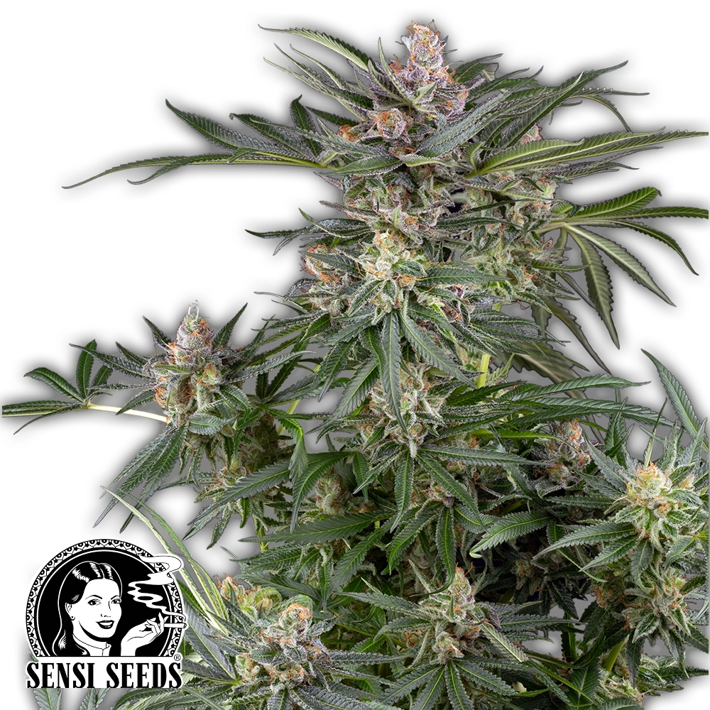 Dosimosa | Feminisierte Cannabissamen von Sensi Seeds | 3 Samen Dosimosa | Feminisierte Cannabissamen von Sensi Seeds