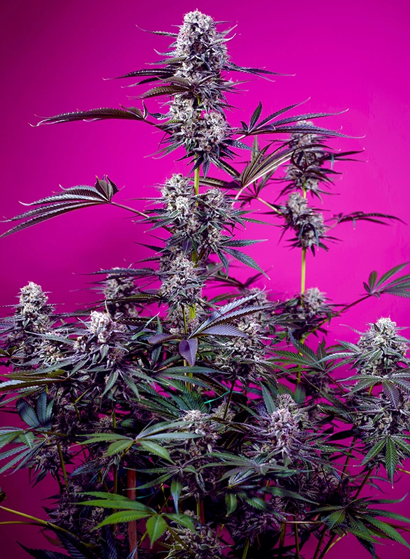 Fruity & Delicious Mix Auto | Autoflowering Cannabissamen von Sweet Seeds | 2+2 Samen Fruity & Delicious Mix Auto | Autoflowering Cannabissamen von Sweet Seeds