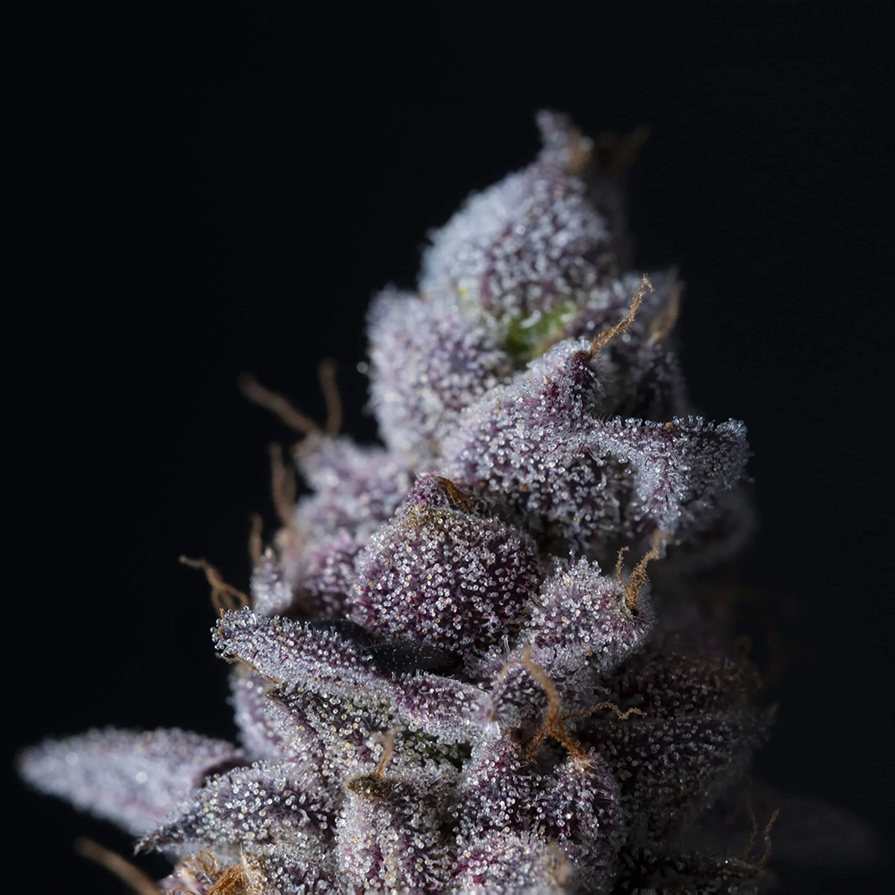 Permanent Pounder Trichome Makroaufnahme der Trichome einer Permanent Pounder Blüte
