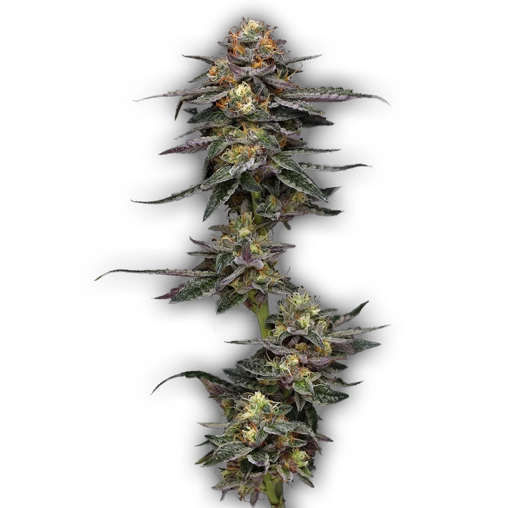 Vanilla Frosting | Feminisierte Cannabissamen von Humboldt Seed | 3 Samen Vanilla Frosting | Feminisierte Cannabissamen von Humboldt Seed