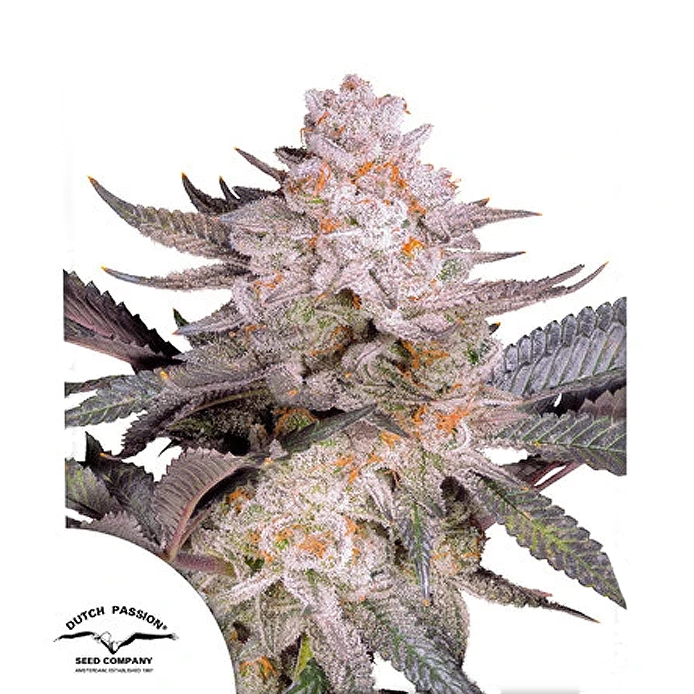 Orange Bud 2.0 | Feminisierte Hanfsamen von Dutch Passion | 3 Samen Orange Bud 2.0 | Feminisierte Hanfsamen von Dutch Passion | 3 Samen