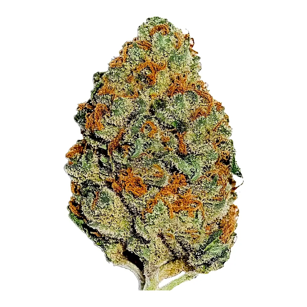 Lemon Mandarin Bud Freigestellte getrocknete Lemon Mandarin Blüte
