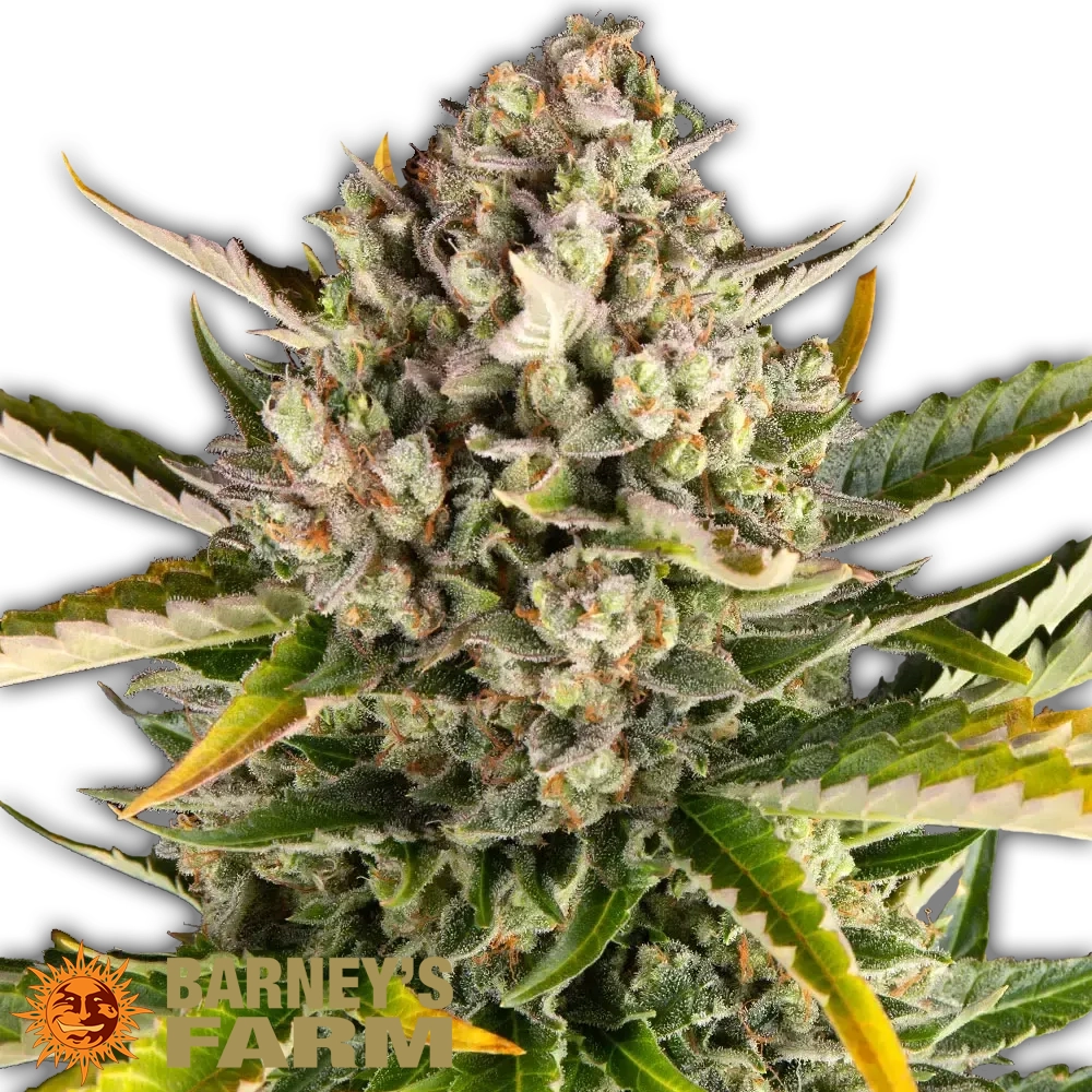 Strawberry Cheesecake Auto | Autoflowering Hanfsamen von Barney's Farm