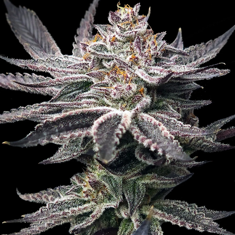 Double Dunked | Feminisierte Cannabissamen von Elev8 Seeds | 6 Samen