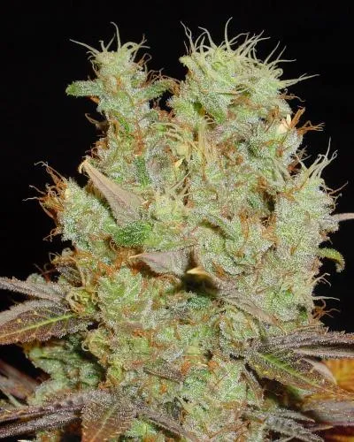 Somango | Feminisierte Cannabissamen von Soma Seeds | 3 Samen