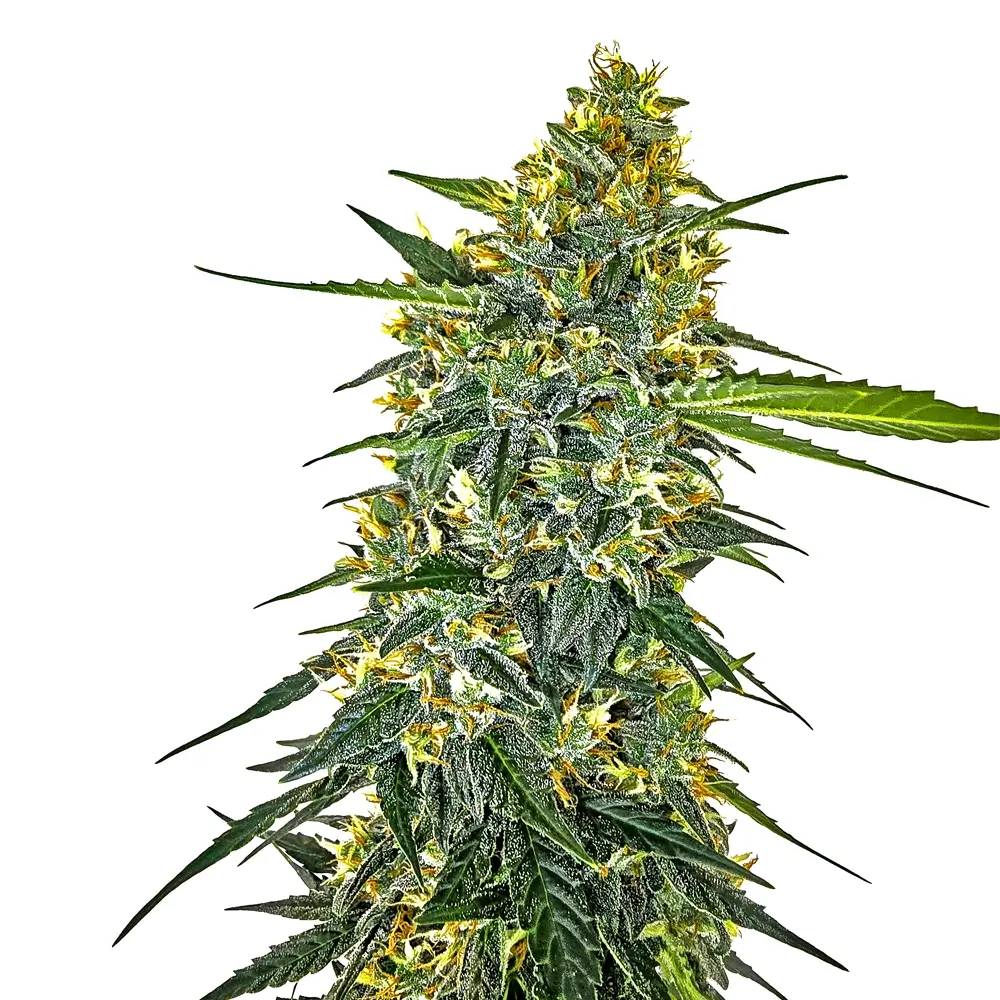 SLEEPERZ Auto | Autoflowering Cannabissamen von Home of Seeds | 3 Samen SLEEPERZ Auto | Autoflowering Cannabissamen von Home of Seeds
