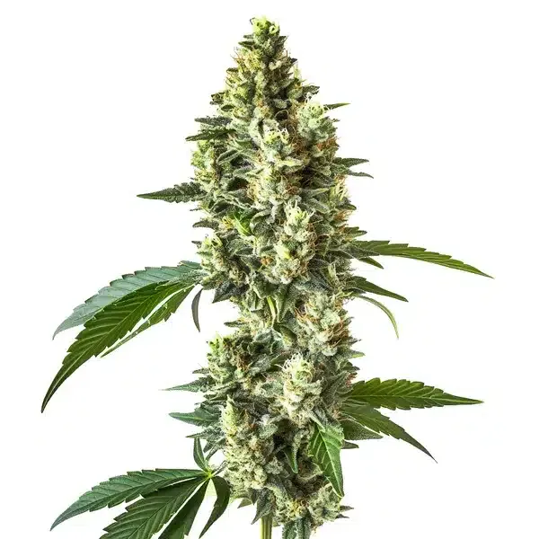 CBD Blueberry Pflanze Freigestellte CBD Blueberry Pflanze mit hellgrünem Blütenstand