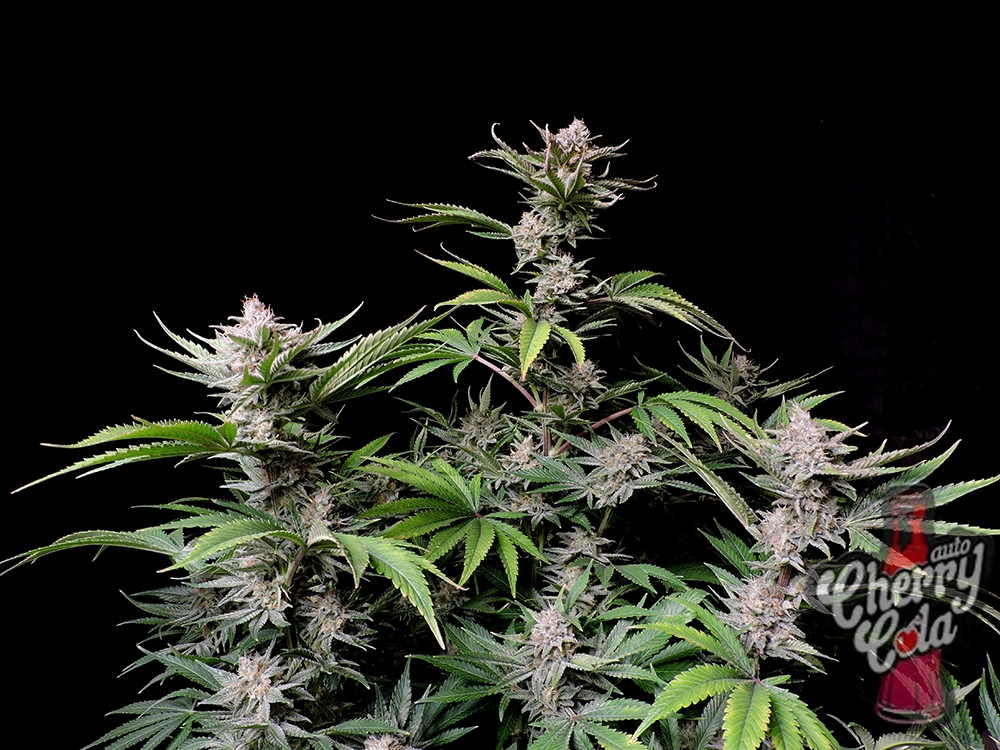 Cherry Cola Auto | Autoflowering Cannabissamen von Fast Buds | 3 Samen